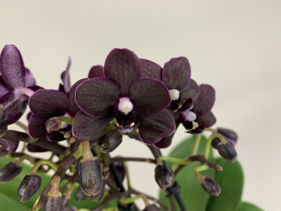 Doritaenopsis Black Beauty (2 Rispen)