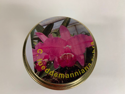 Cattleya lueddemaniana 'rubra' (im sterilen Glas)