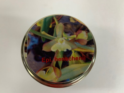 Epidendrum henschenii (im sterilen Glas)