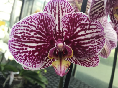 Phalaenopsis Anastasia (2 Rispen)