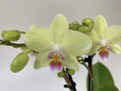 Phalaenopsis Easter Egg (2 Rispen)