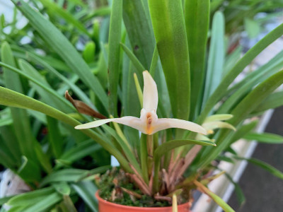 Maxillaria bolivarensis