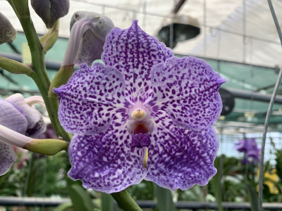 Vanda Indigo Spots (in Knospe Blüte)