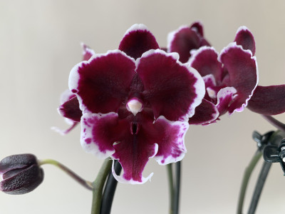 Phalaenopsis New Pearl (2 Rispen)