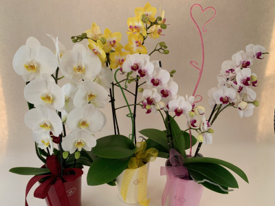 Muttertags-Sortiment (3 Phalaenopsis mit je 2 Rispen inkl. Übertopf)