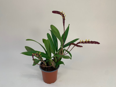 Bulbophyllum falcatum 