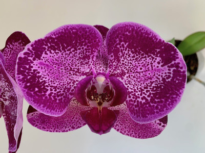 Phalaenopsis Panderosa (1-2 Rispen)