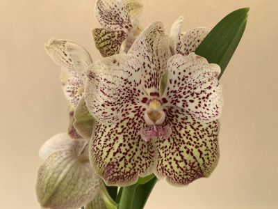 Vanda Strawberry Crunch (in Knospe Blüte)