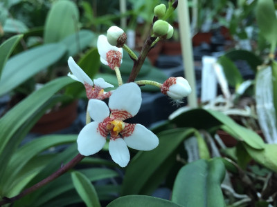 Sarcochilus fitzgeraldii x hartmannii