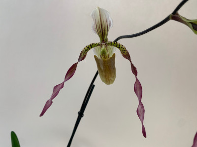 Paphiopedilum Berenice