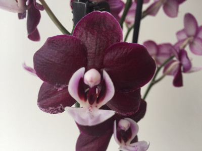 Phalaenopsis Black Widdow (2 Rispen)