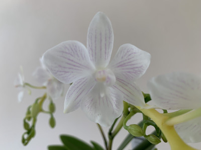 Phalaenopsis Manta Penida 'alba' (2 Rispen)