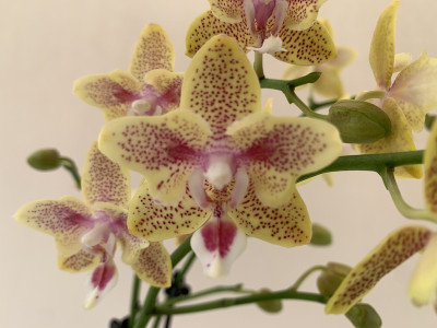 Phalaenopsis Cousteau 'Peloric' (2-3 Rispen)