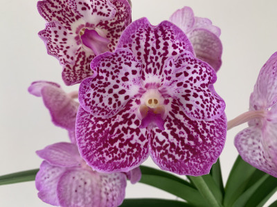 Vanda Raspberry Spots (in Blüte/Knospe)