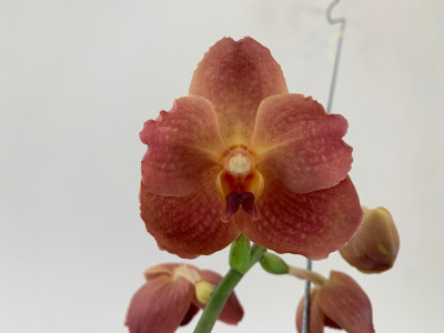 Vanda Blood Orange (in Knospe/Blüte)