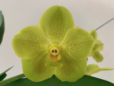 Vanda Yellow Lighthouse (in Blüte/Knospe)