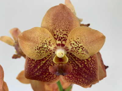 Vanda Two Tone Orange (in Knospe Blüte)