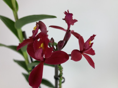 Epidendrum Ballerina 'Red' (1-2 Rispen)