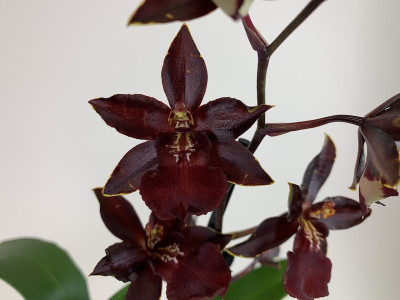 Colmanara Wildcat 'Black Cat' (2 Rispen)