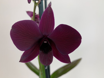 Dendrobium Sa-Nook 'Thailand Black' (2 Rispen)