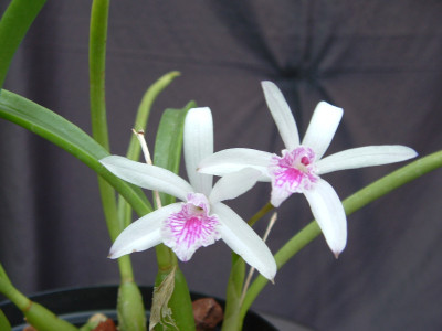 Laelia lundii