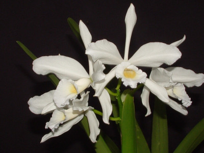 Laelia purpurata 'alba'