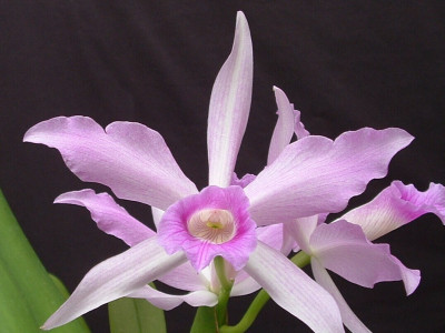 Laelia purpurata var. russelliana 'Schmidt' x 'Holderbaum'