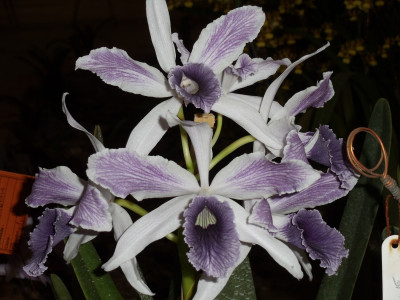 Laelia purpurata werkhauseri striata 'Donna Hilda'