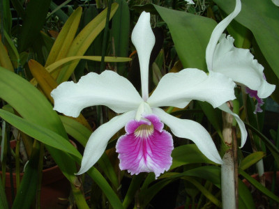 Laelia purpurata 'roxo bispo'