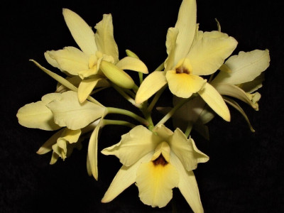 Laelia aurea