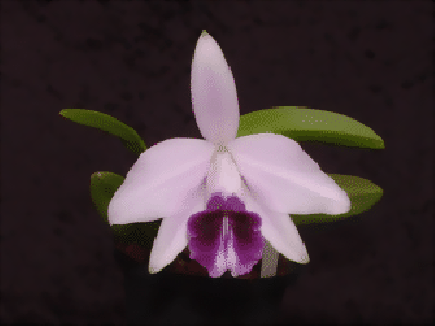 Laelia dayana 'coerulea'