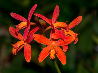 Laelia milleri