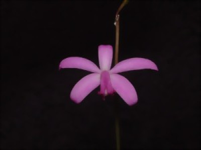 Laelia pfisteri