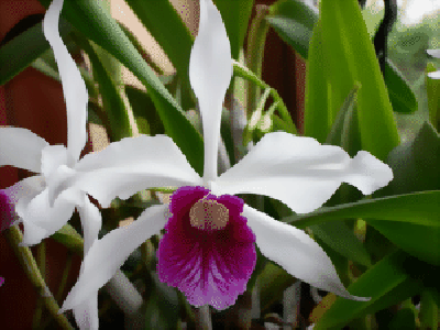 Laelia purpurata var. tipo clara