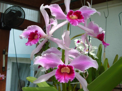 Laelia purpurata 'striata' (Jungpfl.)