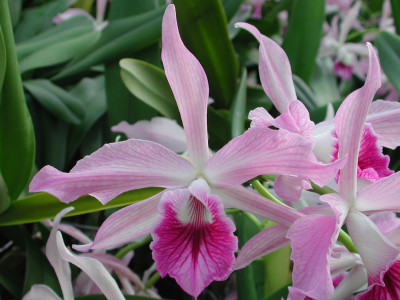 Laelia purpurata x Laelia majalis