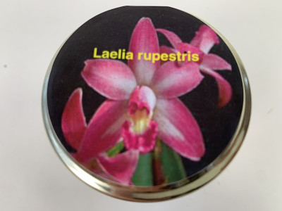 Laelia rupestris (im sterilen Glas)