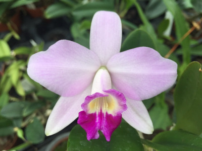 Laelia sincorana x alaoni