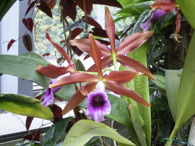 Laelia tenebrosa (Jgpfl.)