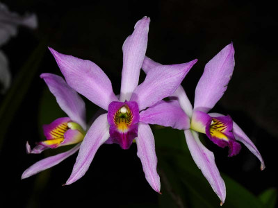 Laelia anceps 