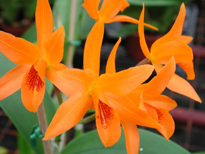 Laeliocattleya Pomme d 'Or