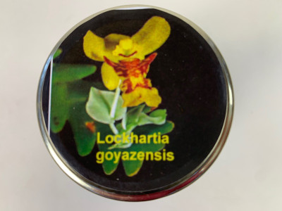 Lockhartia goyazensis (im sterilen Glas)