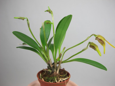 Masdevallia garciae