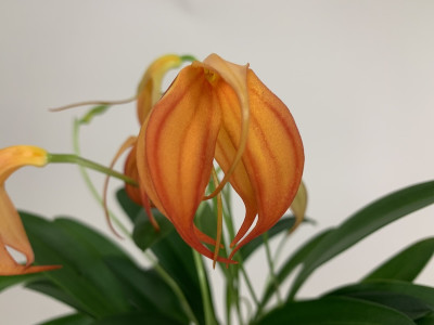 Masdevallia ignea x Amazone 'Dracona' (2-3 Stiele)