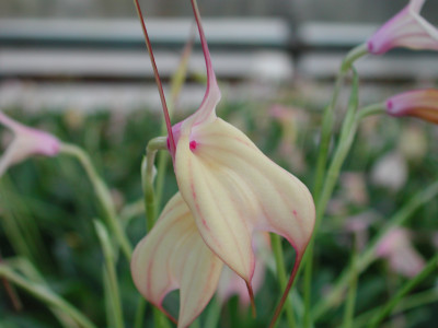 Masdevallia measuresiana