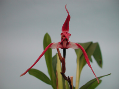 Maxillaria longissima