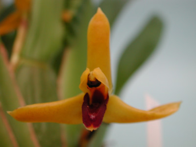 Maxillaria nasuta