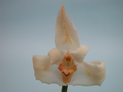 Maxillaria nutans