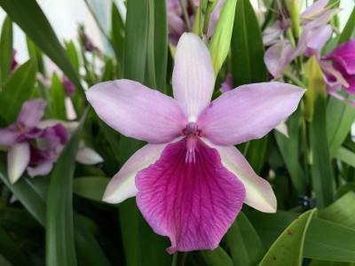 Miltonia Honolulu 'Lipstick'