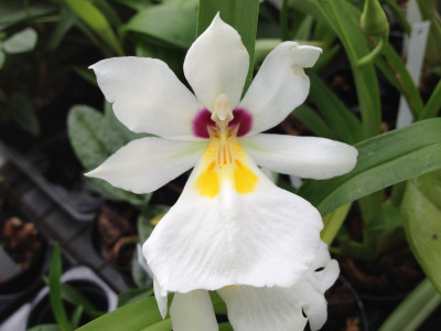 Miltonia roezlii